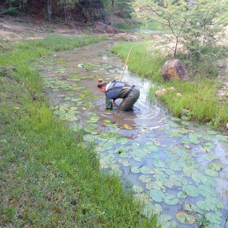Rachel Krause using a sweep net to collect river invertebrates in the Mtshabezi River in Gwanda District. Rachel Krause using a sweep net to collect river invertebrates in the Mtshabezi River in Gwanda District.