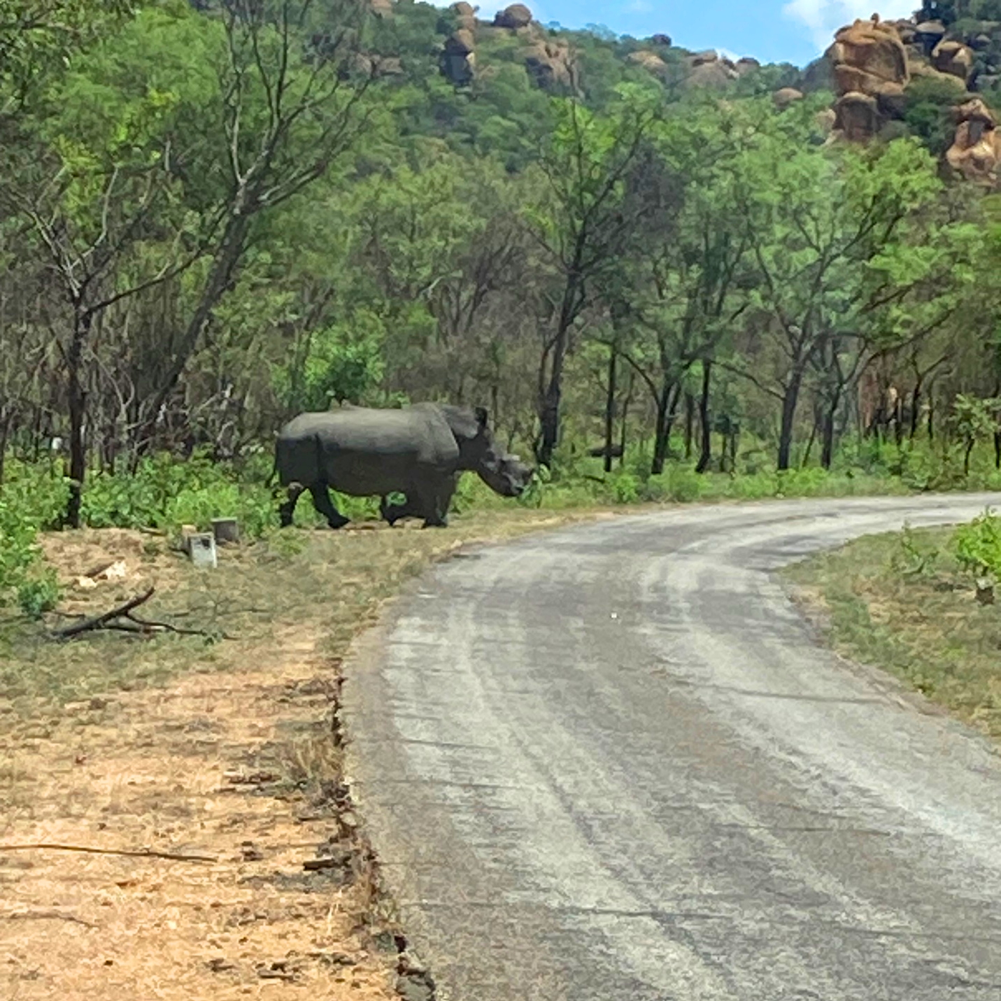 A rhino grazes near the roadside in the landscape of Zimbabwe. (Photo taken by Jodi Dueck-Read.) A rhino grazes near the roadside in the landscape of Zimbabwe. (Photo taken by Jodi Dueck-Read.)