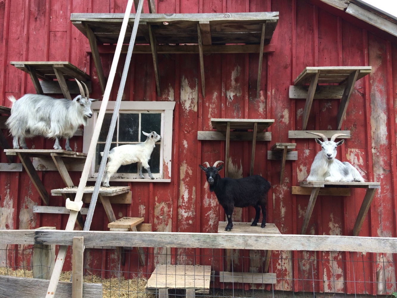 #myCMUlife | From farms to far-off adventures: How do students spend their summers? #myCMUlife | From farms to far-off adventures: How do students spend their summers?