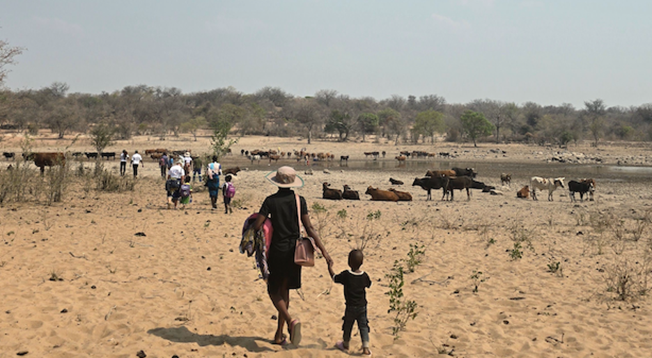 A pond in Binga district where livestock drink water and bathe. Photo by Hannah Janzen, 2025.