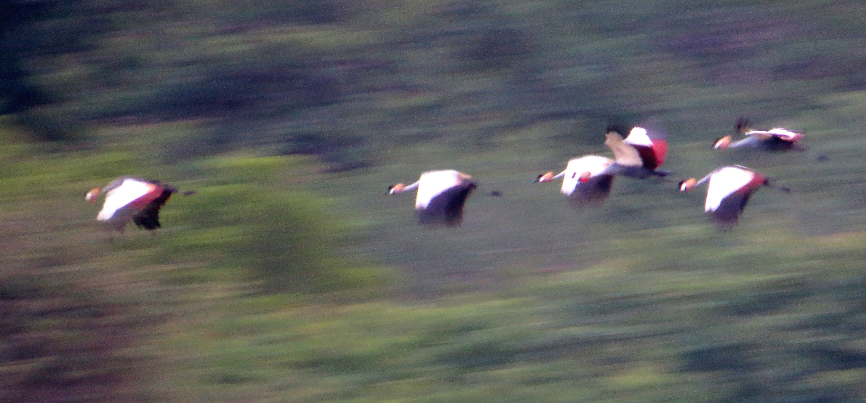 Gray-crowned Cranes flying to roost for the evening near Hwange National Park