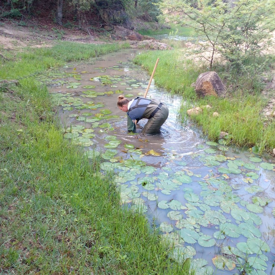 Rachel Krause using a sweep net to collect river invertebrates in the Mtshabezi River in Gwanda District.