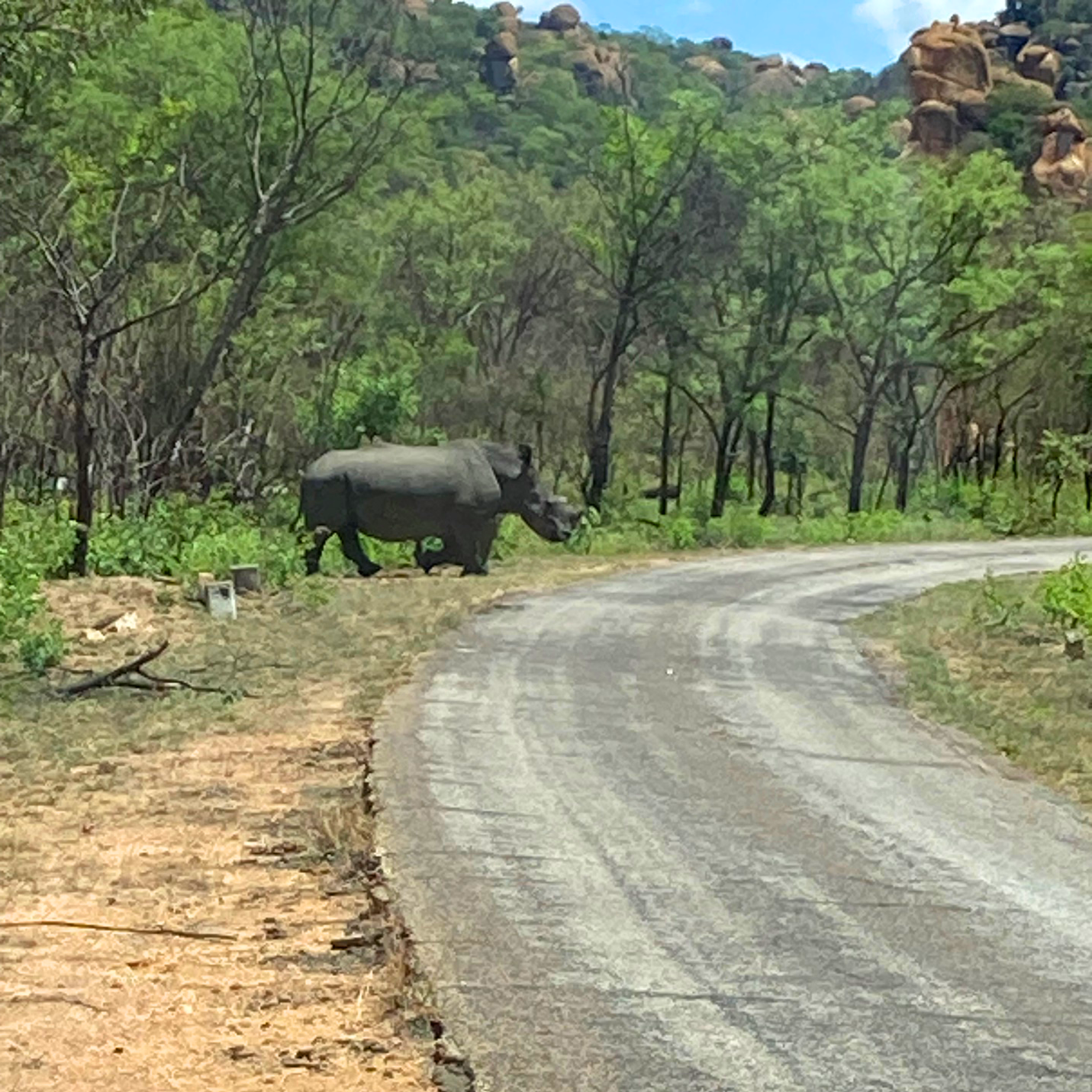 A rhino grazes near the roadside in the landscape of Zimbabwe. (Photo taken by Jodi Dueck-Read.)