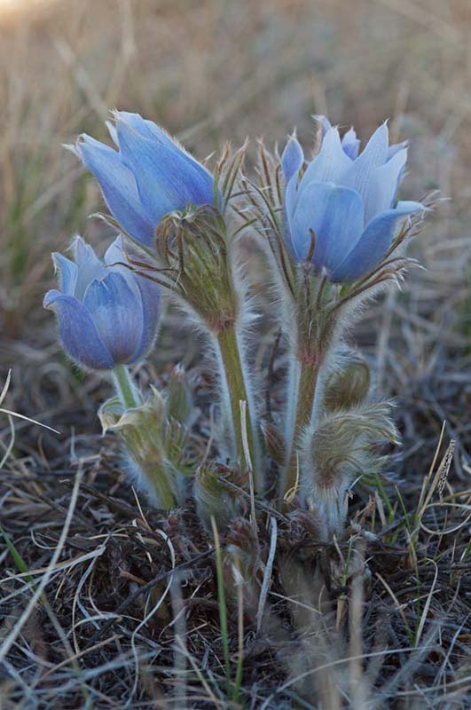 Wally Crocus