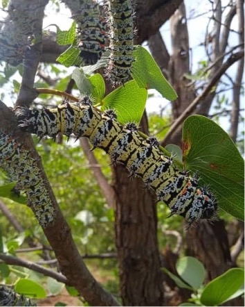 A close up shot of mopane worms on a mopane tree.