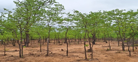 A wide shot of a dwindling mopane woodlot in Mwenezi.