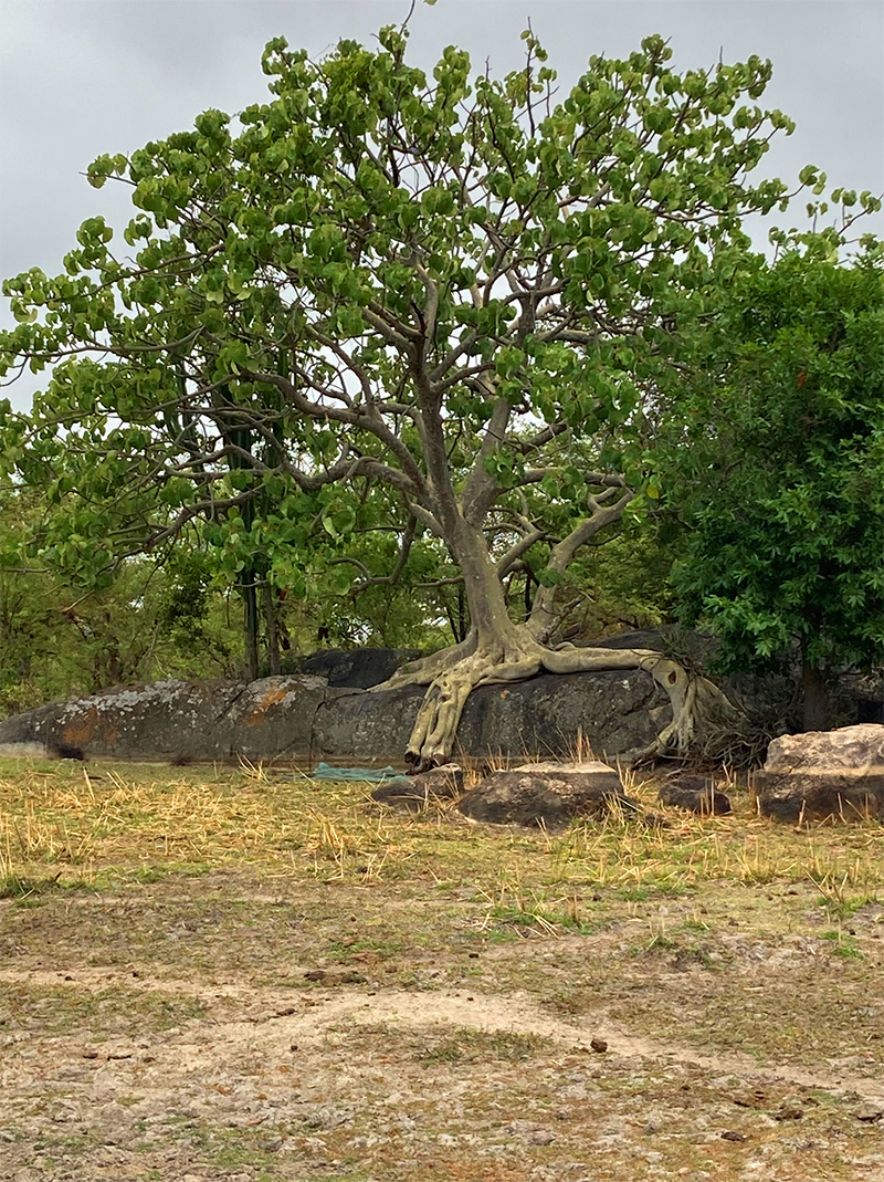 A Baobab tree with exposed roots growing over large rocks in a grassy area, surrounded by lush green foliage under a cloudy sky in Zimbabwe.