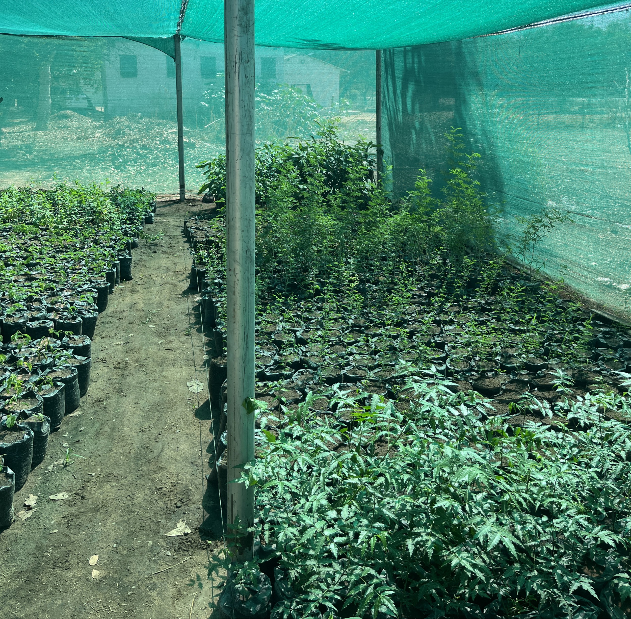A tree nursery at KMTC, covered by a green-tarped shelter. There are dozens of potted trees on the ground.
