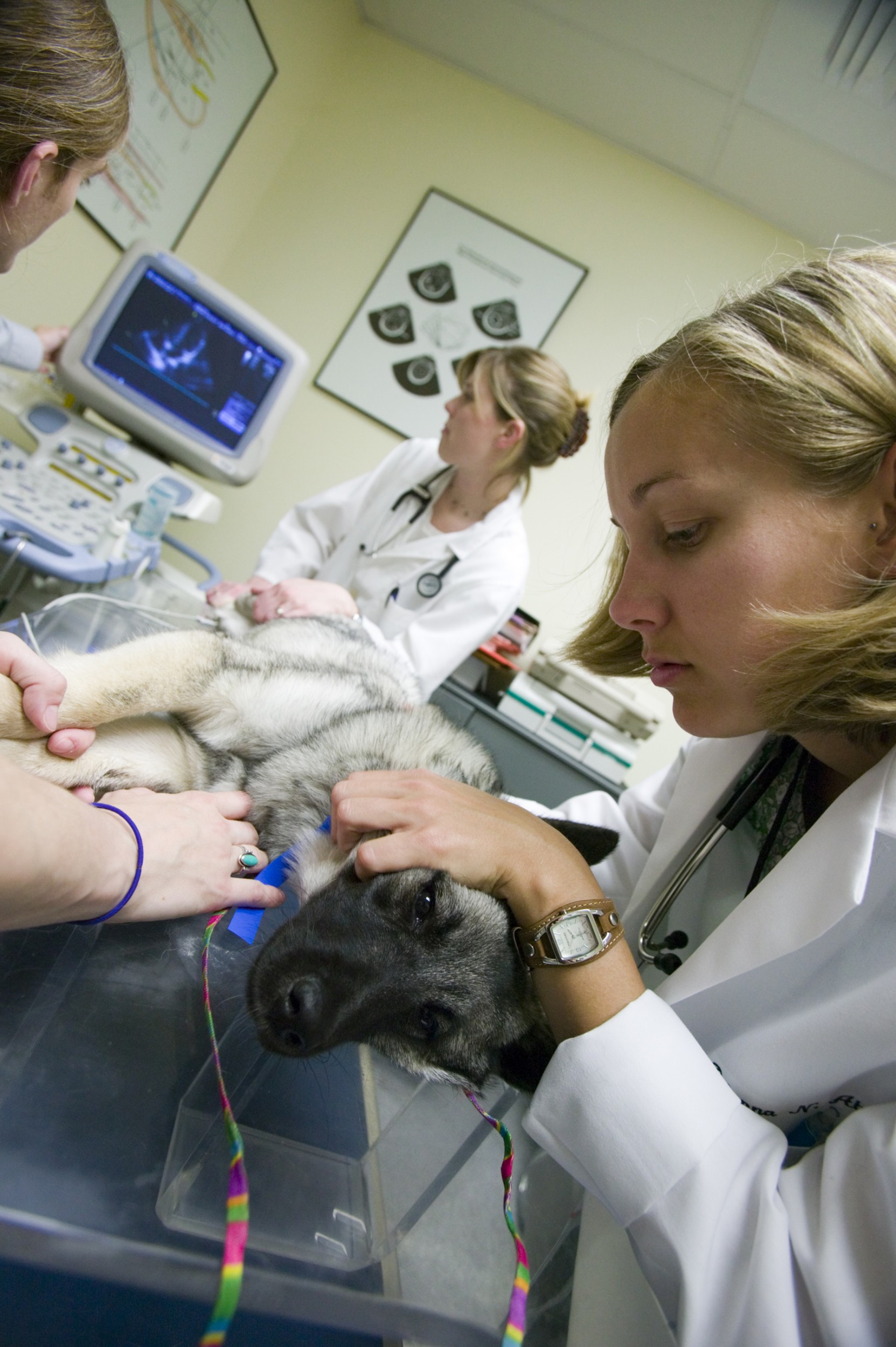 Veterinary Medicine